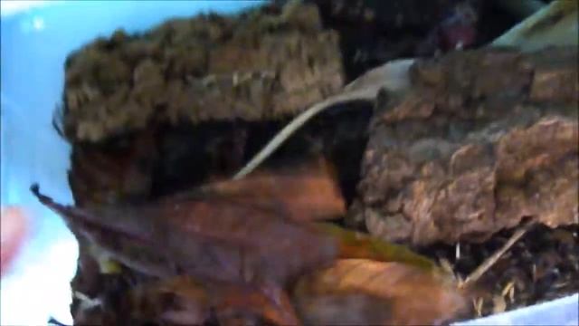 Eriobotrya Japonica - Hojas Para Acuarios Y Terrarios