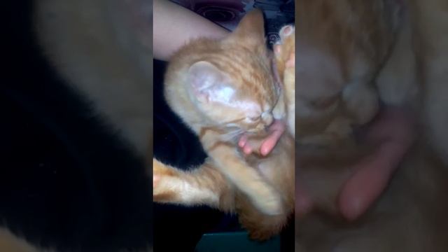 Cat ёнок сосёт!!!) вспомнил маму))) смотреть онлайн