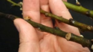 Размножение яблоневых деревьев черенками