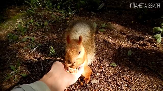 Белка: Хитрый и запасливый грызун | Интересные факты про белок смотреть онлайн