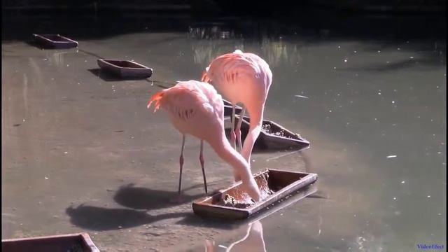Розовый Фламинго. птица  Flamingo