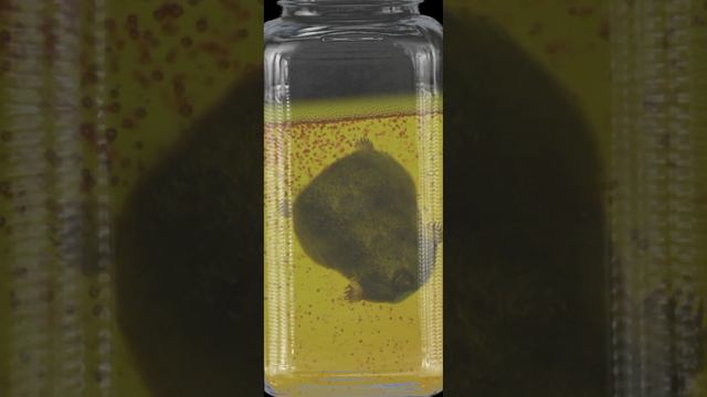 Самая сюжетная игра *КРОТОВУХА* смотреть онлайн