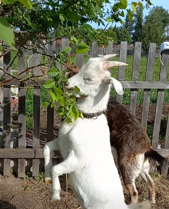 Особенности разведения коз