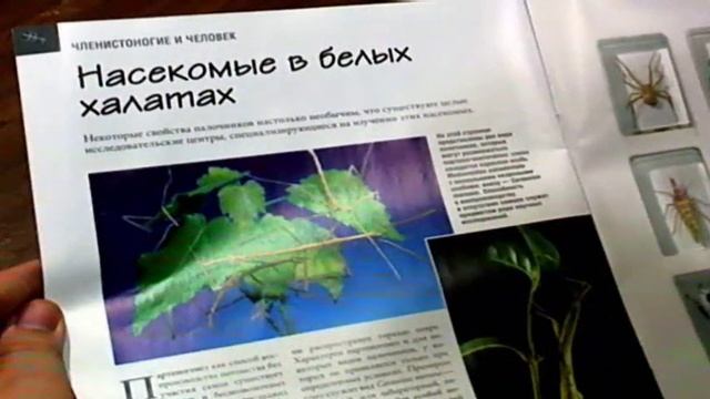 Настоящие насекомые 20 Восточный палочник смотреть онлайн