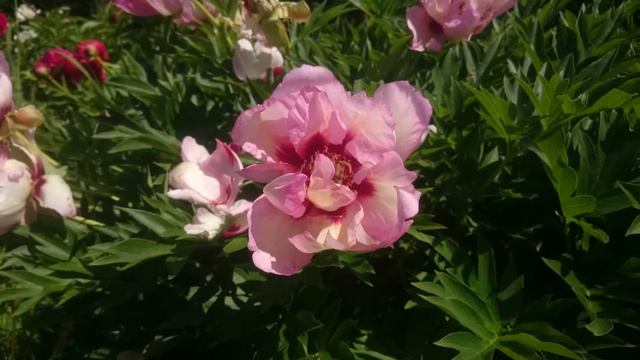 Paeonia Pastel Splendor смотреть онлайн