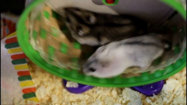 ХОМЯКИ И ОДУВАНЧИКИ  Хомяк Тутти в гостях у девочек хомяков
