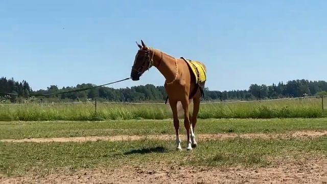 Продажа Ахалтекинских лошадей.Sale of Akhal-Teke horses.https://akhaltekellc.com смотреть онлайн