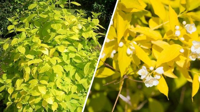 Самые неприхотливые декоративные кустарники, которые можно посадить осенью в саду и на даче смотреть онлайн