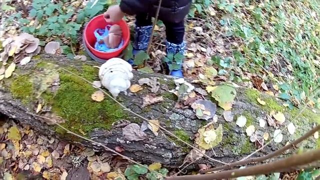 Осенние грибы Вешенки смотреть онлайн