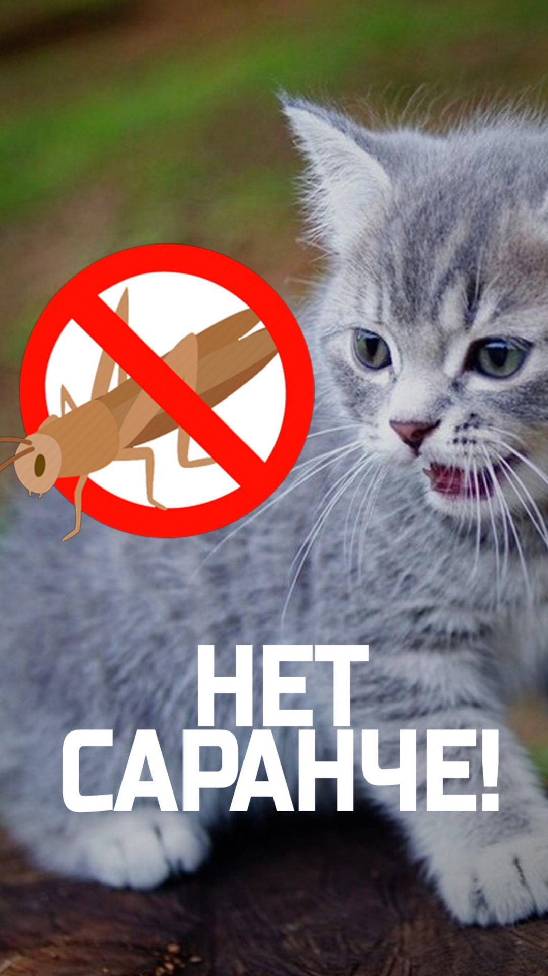 идеальное👌 средство по борьбе👊 с саранчой 🦗🪳 смотреть онлайн