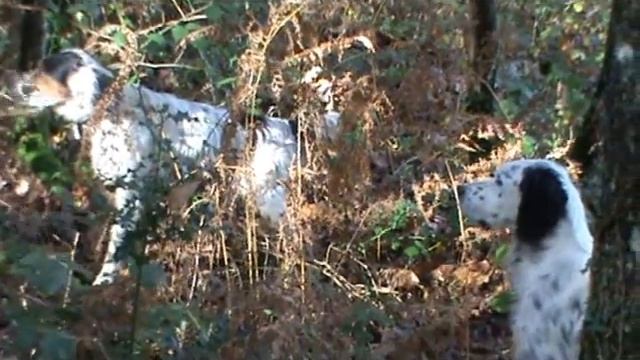 Setter en arrêt sur un faisan смотреть онлайн