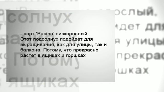 Выращивать подсолнечник на даче смотреть онлайн