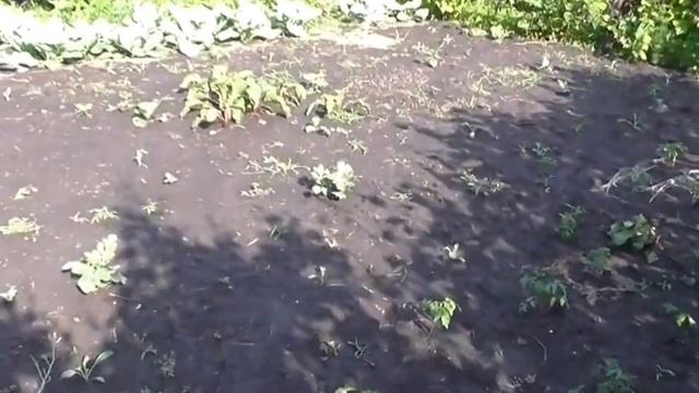 Борьба с колорадским жуком. Результат после второго опрыскивания смотреть онлайн