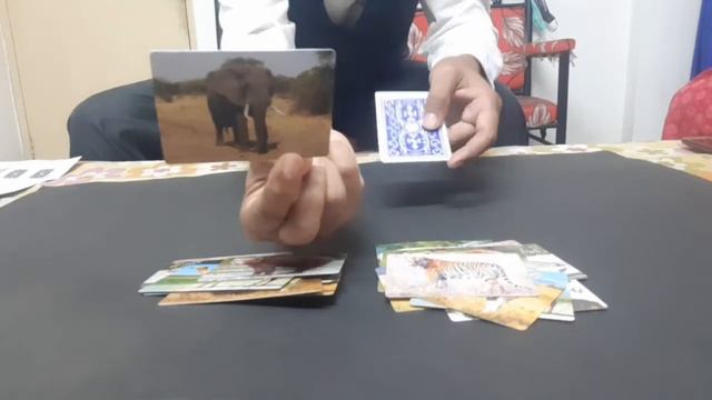 Magic 8 # Animal planet mystery смотреть онлайн