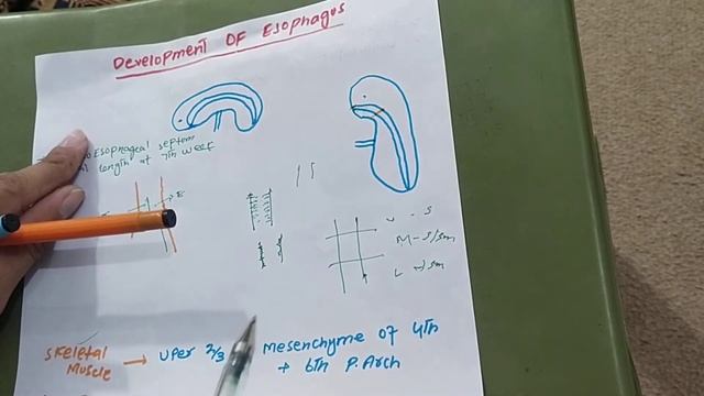 development of ESOPHAGUS AND STOMACH WITH ITS ROTATION |GIT PART1| #mbbs #git #embryology #Dr.Easy смотреть онлайн