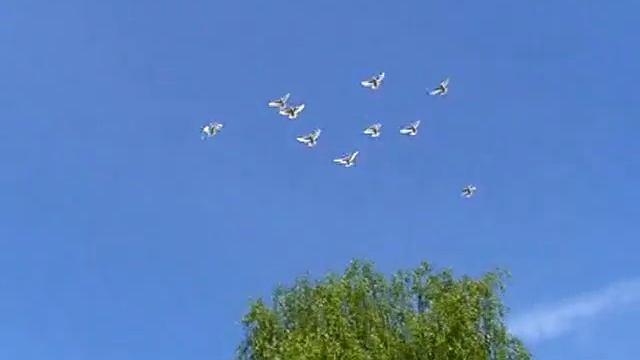 Свадебные голуби (Wedding pigeons) смотреть онлайн