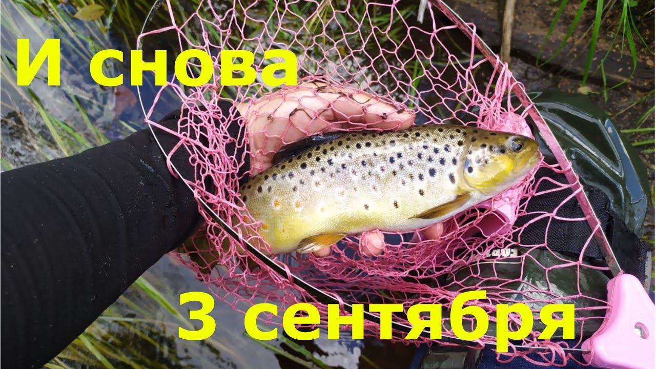 #мормышинг #3сентября - Встречаем осень и провожаем лето!!! смотреть онлайн
