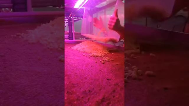 Микрозелень гороха (посадка) смотреть онлайн