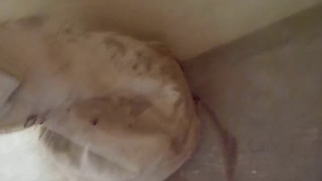 подготовка мешка-пылесборника к утилизации смотреть онлайн