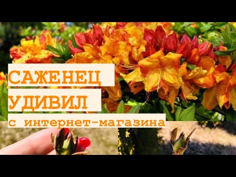 САЖЕНЕЦ ? АЗАЛИЯ ЧАРДАШ _ НОВИНКИ В САДУ.mp4 смотреть онлайн