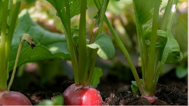 КАКИЕ КУЛЬТУРЫ НЕЛЬЗЯ ПОДКАРМЛИВАТЬ ЗОЛОЙ смотреть онлайн