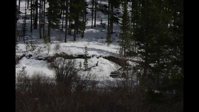 Cochrane Rally 2017 SS6 Harold Creek West 1 смотреть онлайн