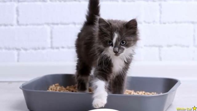 Как быстро приучить котенка к лотку? Быстрый и реальный способ. смотреть онлайн