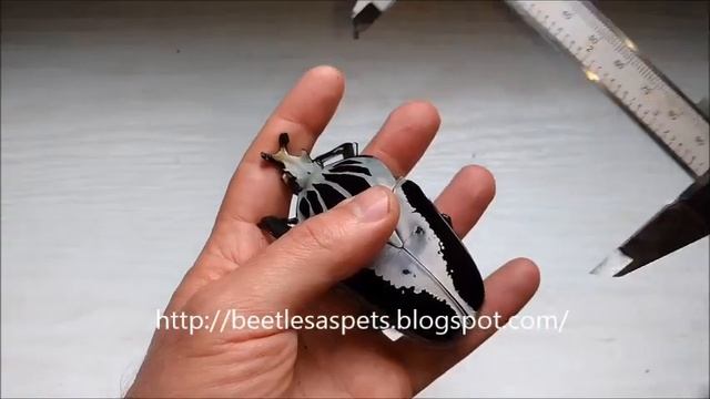 The "birth" of the goliath beetle (Goliathus regius) смотреть онлайн