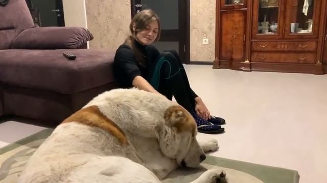 алабай в гостях! Алабай комнатная собака? смотреть онлайн