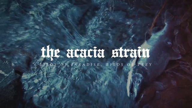 The Acacia Strain - Birds of Paradise, Birds of Prey смотреть онлайн