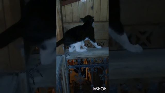 В чем сила брат? В овсянке! смотреть онлайн