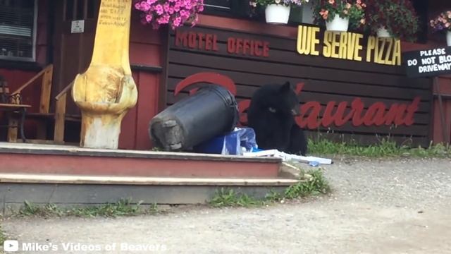 6 Bear Encounters That Will Leave You Shook смотреть онлайн