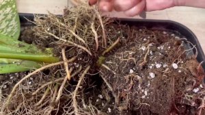 ДИФФЕНБАХИЯ ВАЙТ БЛИЗЗАРД.Dieffenbachia White Blizzard.диффенбахия очень легко и просто размножаетс