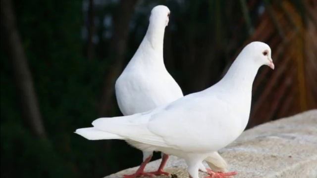 Два голубя Иван Крылов читает Павел Беседин смотреть онлайн