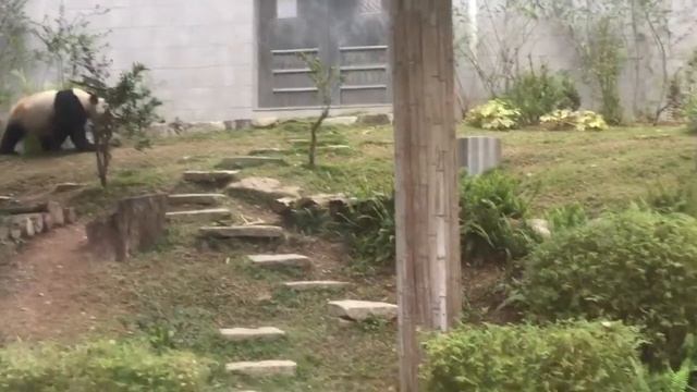 Панда кувырки смотреть онлайн