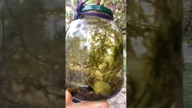 Taking Aquarium Fish for Walk смотреть онлайн