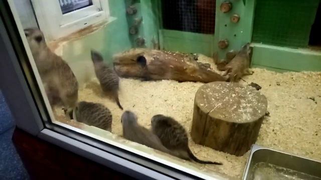 Прогулка по Челябинскому зоопарк 8 Попугаи, сурикаты, мангусты смотреть онлайн