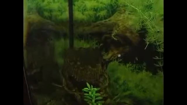 Водоросли в аквариуме смотреть онлайн