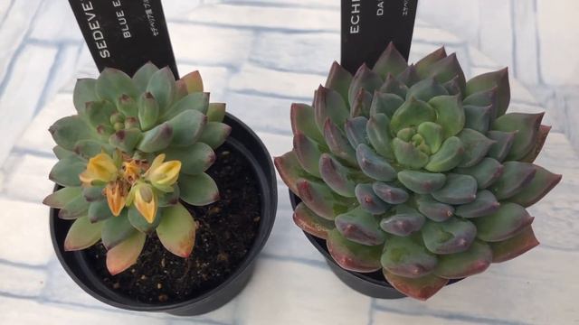 Sedeveria Blue Elf & Echeveria Dark Elf | My Succulent Collections #多肉植物のある暮らし #succulentlover смотреть онлайн