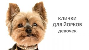 Лучшие клички для йорков (йоркширских терьеров) мальчиков и девочек.