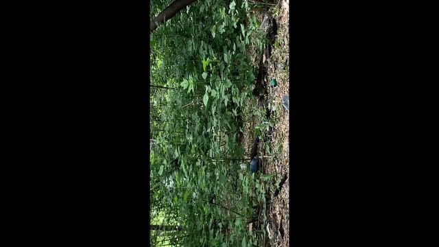 ВЕРНУЛИСЬ В ЭТОТ ЛЕС ЧТОБЫ УЗНАТЬ СКОЛЬКО ИХ.ГЛАВАРЬ И ЕГО ПОМОЩНИК. смотреть онлайн