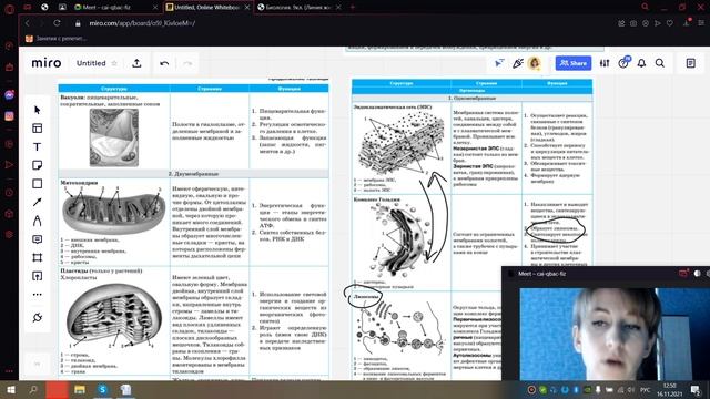Строение эукариотической клетки. Ядро. смотреть онлайн
