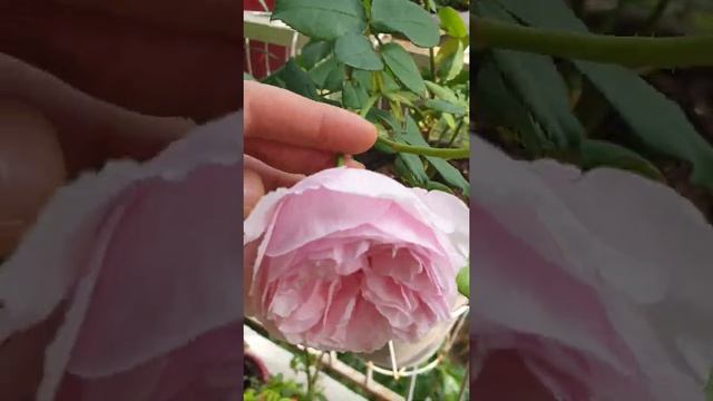 GARTENTRAUME rose in container смотреть онлайн
