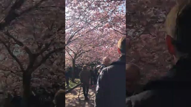 Exploring cherry garden part 3 смотреть онлайн