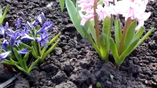 Hyacinthus Is A Small Genus Of Bulbous, Fragrant Flowering Plants In The Family Asparagaceae