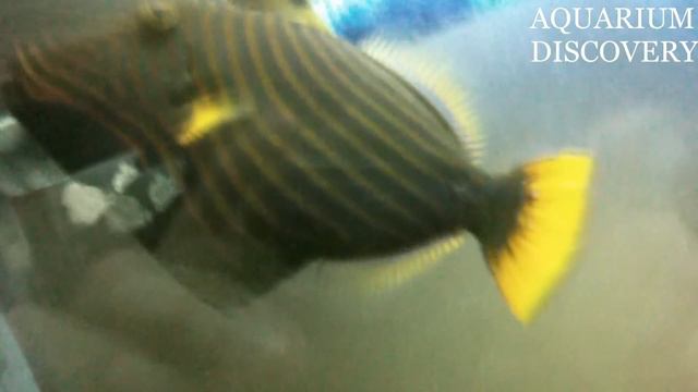 Orange-lined triggerfish \ Оранжевополосый балистап смотреть онлайн
