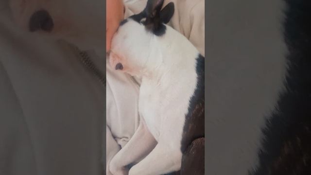 малыш уснул?а как у вас спят домашние питомцы?? #bostonterrier #бостонтерьер #брейн #сон смотреть онлайн