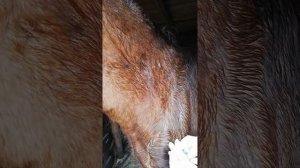 Подкожная инъекция лошадям