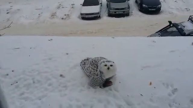 Мои видео файлы(6)