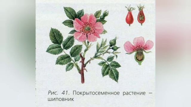 Краткий пересказ §17 Семенные растения. Биология 5 класс Пасечник смотреть онлайн